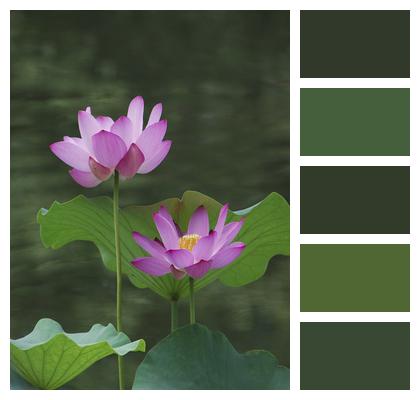 Flower Blooming Lotus Lotus Image